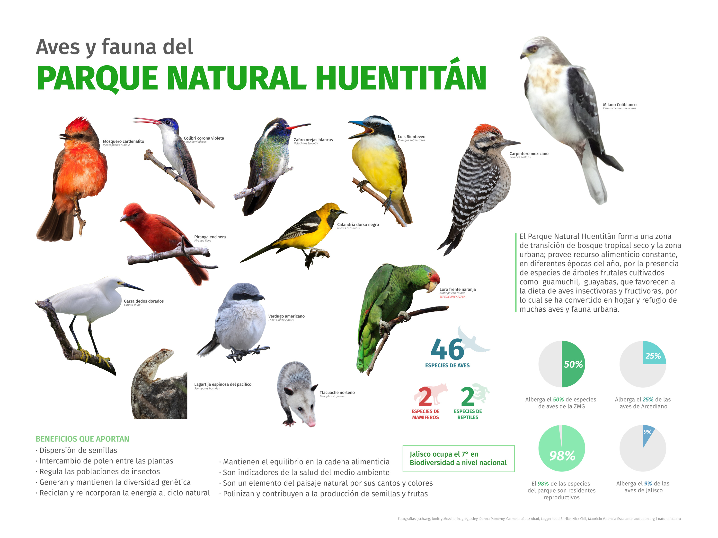 Aves infografia.jpg